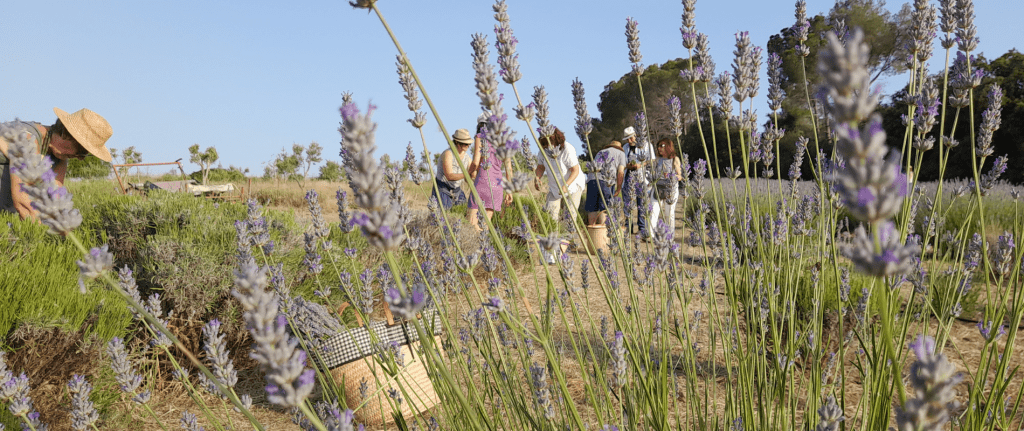 Collita festa de la Lavanda