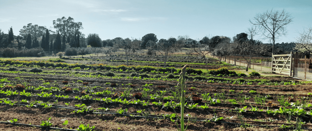 Tot i que no hem tingut les desitjades pluges, comencem a olorar la primavera. Els estragons ja broten, plantem les patates i els espàrrecs treuen el nas, les farigoles ja apunten la florida i la boira ens ha regalat un be preciós.....