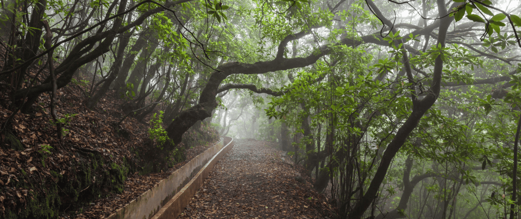 Si aneu mai a Madeira ben segur que fareu una passejada per “las levadas”. Es tracta d’un sistema de canals que recullen l’aigua provinent dels boscos de llorers o laurisilves que hi ha a la part alta de les muntanyes.