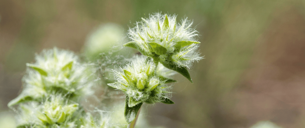 thymus mastichina