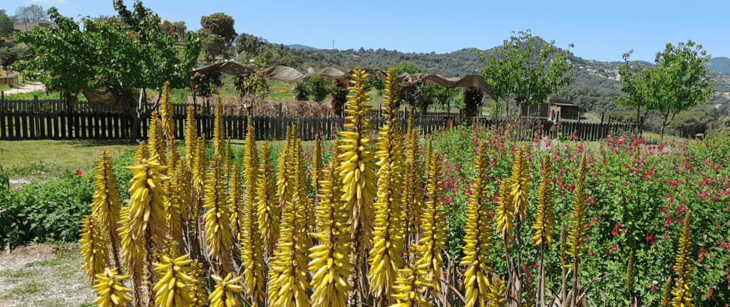 La sequera ens ha fet més conscients del valor de l’aigua i també en molts casos ens ha fet renunciar a poder tenir un jardí. Però sabeu que podeu fer un jardí sec, que pràcticament no haureu de regar?