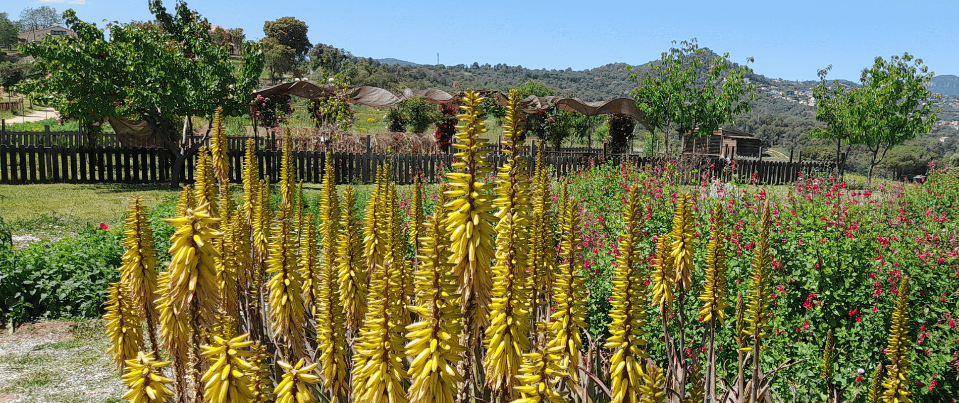 La sequera ens ha fet més conscients del valor de l’aigua i també en molts casos ens ha fet renunciar a poder tenir un jardí. Però sabeu que podeu fer un jardí sec, que pràcticament no haureu de regar?