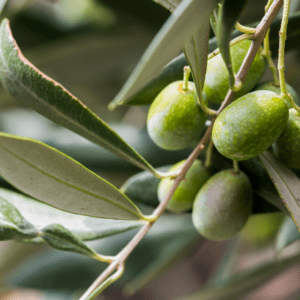 Festa d'octubre: la sajolida i les olives