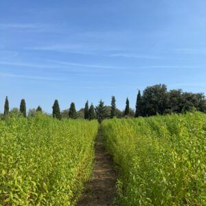 Festa de l'herba lluïsa