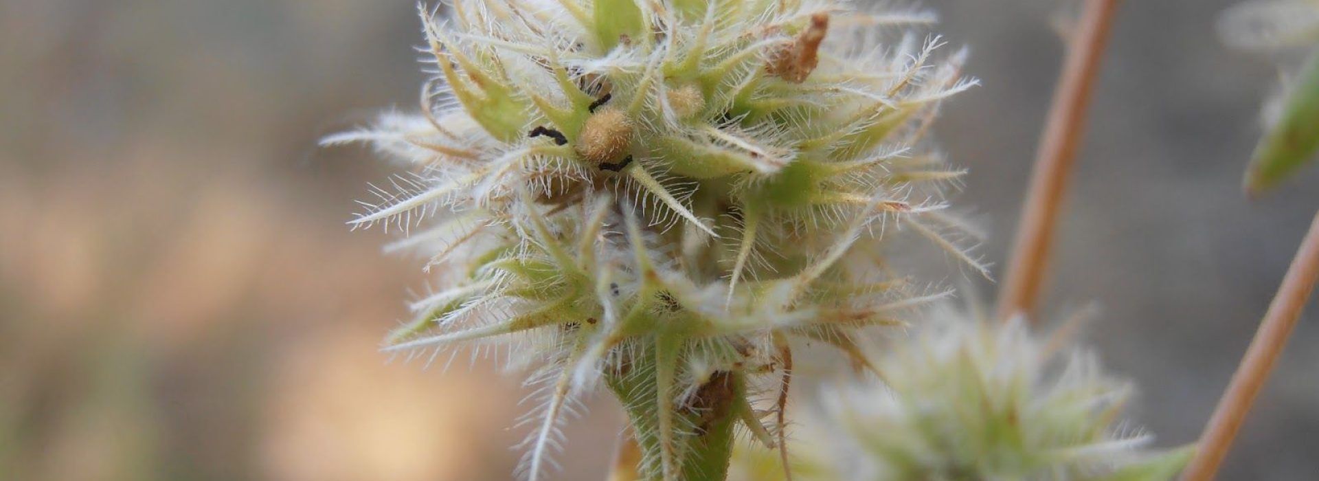 thimus mastichina
